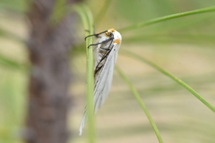 Neuromelia selectata