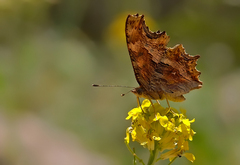 Polygonia egea