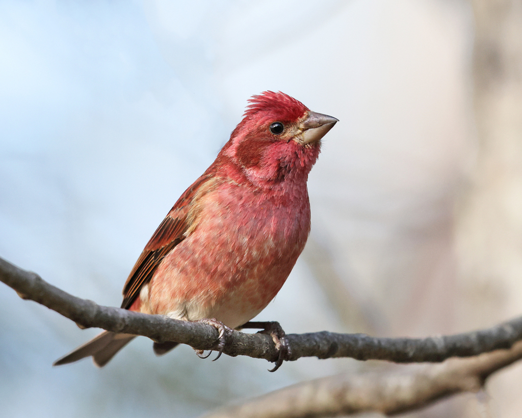 Purple Finch - Haemorhous purpureus (US State Birds) · iNaturalist