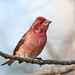 Purple Finch - Photo (c) Tom Murray, some rights reserved (CC BY-NC), uploaded by Tom Murray