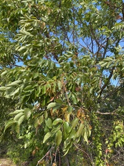Bursera simaruba