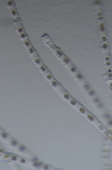 Charophyta