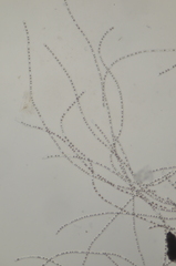 Charophyta