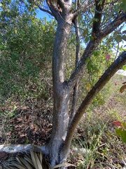 Bursera simaruba