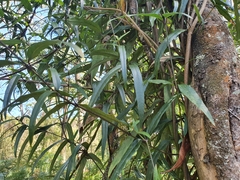 Parsonsia brownii
