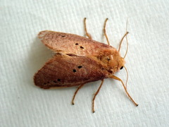 Doratifera quadriguttata