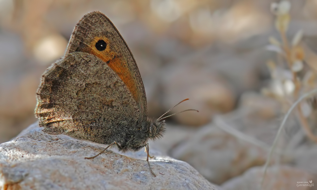 Hyponephele zuvandica