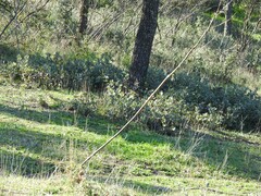 Quercus rotundifolia