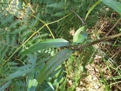 Parsonsia brownii