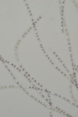 Charophyta
