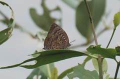 Arhopala centaurus nakula