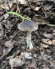 Entoloma ferruginans