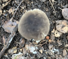 Entoloma ferruginans