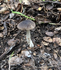 Entoloma ferruginans