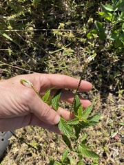 Heliotropium angiospermum