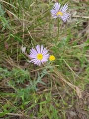 Brachyscome spathulata