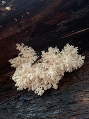 Hericium
