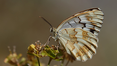 Melanargia hylata