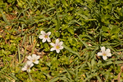Bacopa monnieri