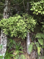 Phyllocladus trichomanoides