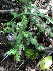 Dacrycarpus dacrydioides