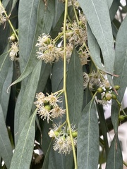 Eucalyptus nicholii