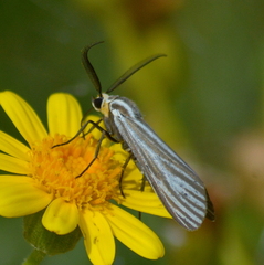 Ctenucha vittigera