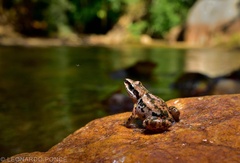 Eleutherodactylus albolabris