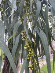 Eucalyptus nicholii