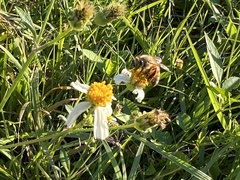 Apis mellifera