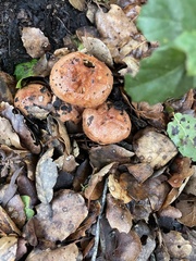 Lactarius xanthogalactus