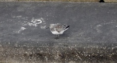 Calidris tenuirostris