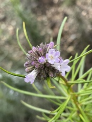 Eriodictyon capitatum