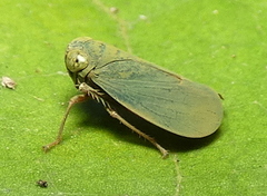 Coelidiinae
