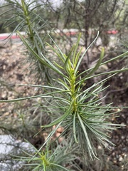 Eriodictyon capitatum