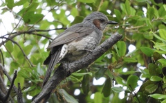 Hypsipetes amaurotis