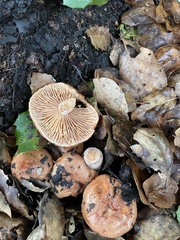 Lactarius xanthogalactus