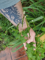 Heliotropium angiospermum