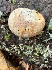 Cryptoporus volvatus