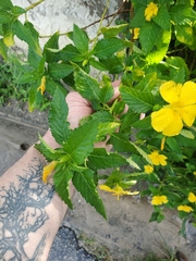 Turnera ulmifolia