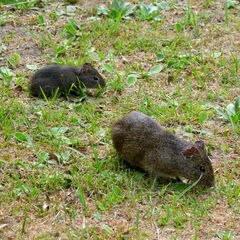 Cavia