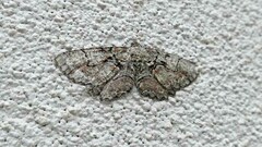 Cymatophora approximaria