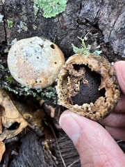 Cryptoporus volvatus