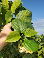Cordia sebestena