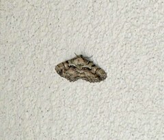 Cymatophora approximaria