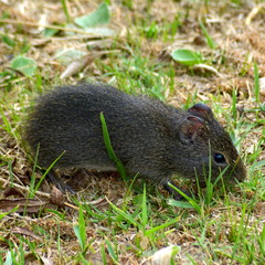 Cavia