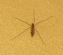 Tipula abdominalis