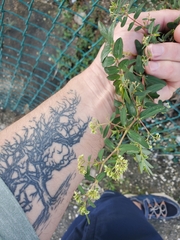 Euphorbia lasiocarpa
