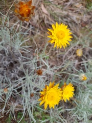 Leucochrysum albicans albicans