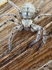 Polybetes pythagoricus